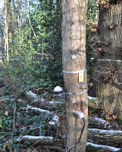 Katherine Latham Measuring the girth not only tells scientists about the tree's growth but its nutrient cycle (Credit: Katherine Latham)